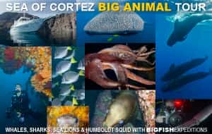 Humboldt Squid, Sperm Whale, Pilot Whale and More Mexican Insurance Store Mexican Insurance Reviews