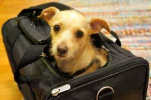 Pet Housing Options Traveling to Mexico Mexican Insurance online policy