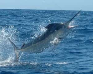 Amazing Sports Fishing Baja California - Eco-Hub Mexico Mexican Insurance by MexicanInsuranceStore.com