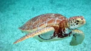 Sea Turtles in Mexico Best Mexican Auto Insurance