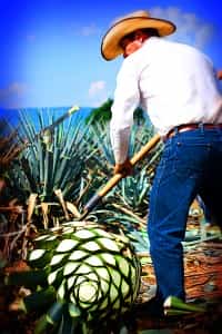 Guadalajara Tequila Mexican Auto Insurance by Mexican Insurance Store.com
