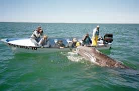 Baja California Whale Watching Mexico insurance at Mexican Insurance Store.com