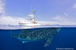 Mexico Whale Shark Mexican Auto Insurance