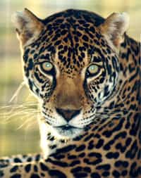 Jaguar in Mexico Jaguar in Mexico