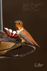 Arizona Birders Golden Hummingbird by Paul Roisen Mexico Motor Vehicle Indemnity Policy Coverage Services