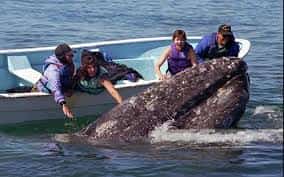 Mexico Whale Watching! Mexican auto Insurance coverage