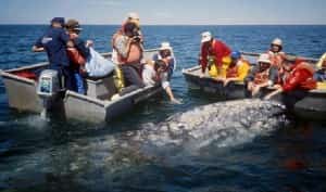 Whale Watching in Baja