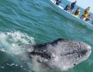 Whale Watching in Mexico Mexico insurance for cars online