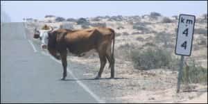 Mexico Highways Mexican insurance by Mexicaninsurancestore.com