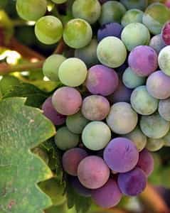 Baja Winery Road Trip Car insurance for Mexico by Mexican Insurance Store and Baja Wineries