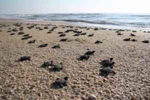 Turtle Releases in Mexico Mexican insurance for cars by Mexican Insurance Store.com
