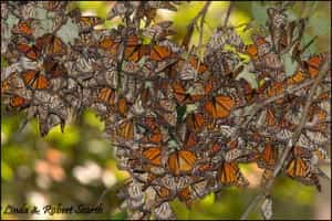 Monarch Butterflies Mexican insurance with Mexican Insurance Store