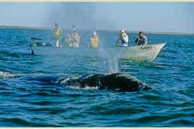 Baja whale watching Mexican insurance for Canadian drivers