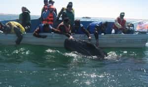 Whale watching in Baja Mexican Insurance Store Mexican insurance
