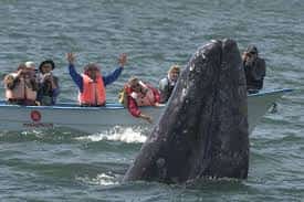 Festival of Whales Mexican Auto Insurance for Canadian Travelers