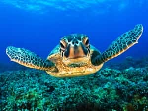 Mexico Sea Turtle Mexican auto insurance with MexicanInsuranceStore.com
