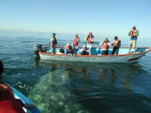 Baja Whale Season Mexican Car Insurance for Canadians