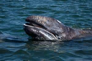 Gray whale, Baja California Mexican insurance at MexicanInsuranceStore