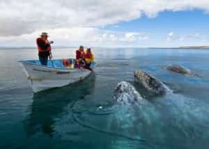 gray whales, Baja California Sur Mexican insurance online