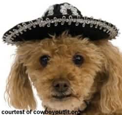 Pet Travel to Mexico Mexico insurance from MexicanInsuranceStore.com