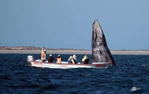 Baja San Ignacio Lagoon & Sea of Cortez Mexico insurance at MexicanInsuranceStore.com