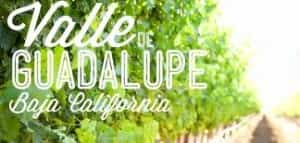 Baja's Valle de Guadalupe Wineries Mexico insurance with MexicanInsuranceStore.com