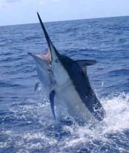 Southern Baja fishing Mexico Insurance with MexicanInsuranceStore.com