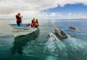 Gray whale expedition, Baja Mexican insurance at MexicanInsuranceStore.com