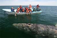 Ensenada Whale Watching Tours Mexican Insurance Store Mexico insurance