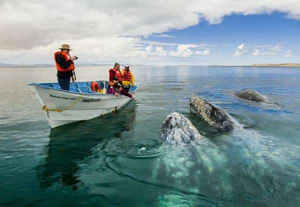 Whale Watching Season Is On! Mexican Auto Insurance for Scottsdale