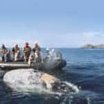 Whale Watching In Baja Mexico auto insurance at MexicanInsuranceStore.com