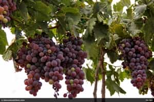 Baja Norte's Valle de Guadalupe Mexican insurance policy at MexicanInsuranceStore.com for wine country