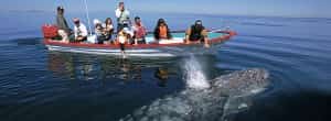 Whale Watching in Baja Mexican Auto Insurance from MexicanInsuranceStore.com