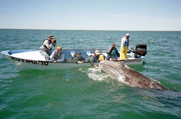 Gray whale, Baja California Mexican Insurance Coverage by MexicanInsuranceStore.com