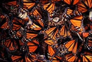 Mexican Monarch Butterfly - Forecast More Than Double This Season Mexican Car Insurance from MexicanInsuranceStore.com