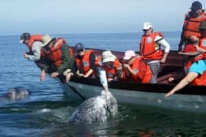 Whale watching, Laguna Ojo de Liebre, Baja Mexico insurance from MexicanInsuranceStore.com