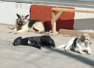 Stray Dogs in Mexico Mexican auto insurance with MexicanInsuranceStore.com