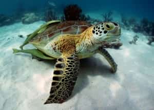 Where to See Sea Turtles in Mexico Mexico auto insurance from MexicanInsuranceStore.com