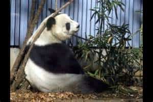 Shuan Shuan, One Of Two Giant Pandas in Mexico Mexican auto insurance coverage from MexicanInsuranceStore.com