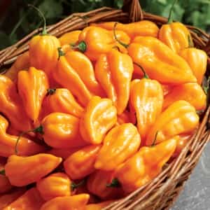The World’s Hottest Peppers car insurance for Mexico from MexicanInsuranceStore.com