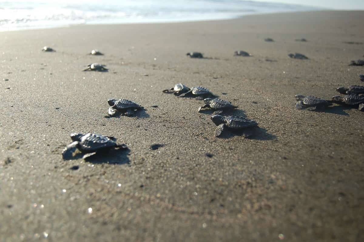 Sea turtle conservation Mexican insurance from MexicanInsuranceStore.com