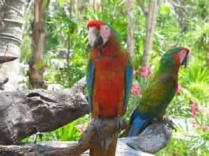 Mexico Parrots Mexican insurance for Canadians