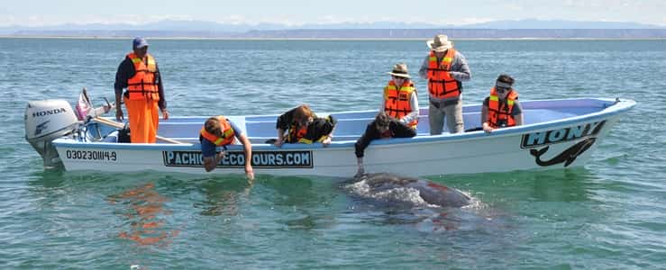 Pachico's whale watching tour, San Ignacio Lagoon Mexican auto insurance at Mexican Insurance Store