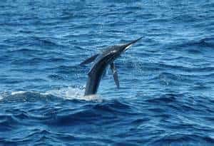 Fishing Mexico’s Baja & Pacific Coast Mexican Insurance policy