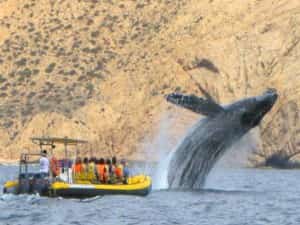 It’s whale watching season in Mexico! Mexican Insurance coverage