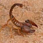Scorpion (Alacrán) Stings Mexico auto insurance