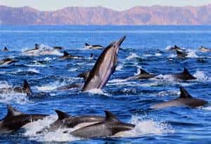Sea of Cortez, Baja, California, Mexico Mexican Insurance for Tourists