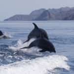 Sea Of Cortez Wildlife Mexico Insurance for Tourists