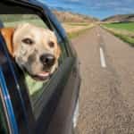 Traveling with Your Pet in Mexico Mexico auto insurance for travel