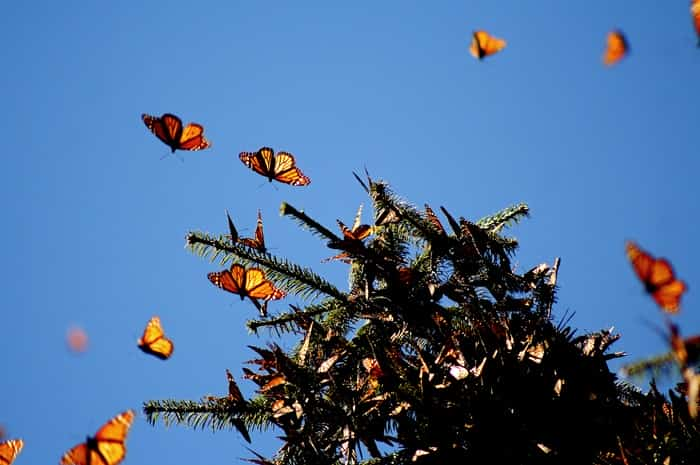 Monarch-butterfly - Mexican Insurance Store